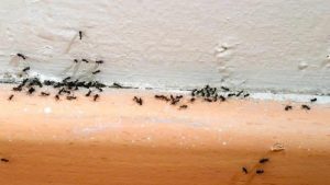 Cách đuổi kiến ra khỏi phòng ngủ