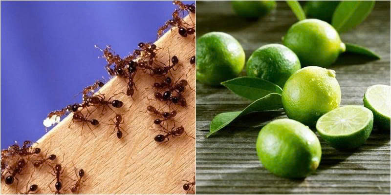 Cách đuổi kiến ra khỏi phòng ngủ